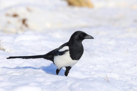 Magpie (Pica pica), common magpie foraging in a snow-covered meadow in winter, wildlife, animals,