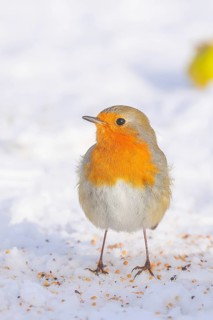 Robin (Erithacus rubecula), looking for food at the winter feeding place in snow, wildlife, winter,