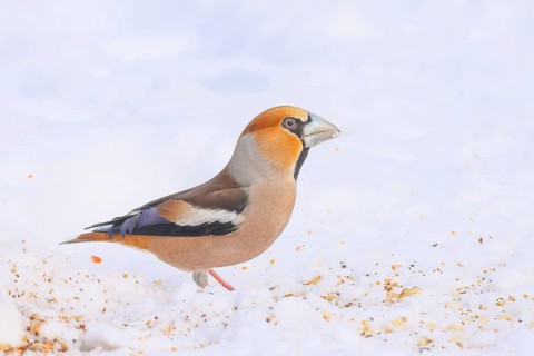 Hawfinch (Coccothraustes coccothraustes), male looking for food at the winter feeding place in