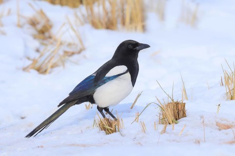 Magpie (Pica pica), common magpie foraging in a snow-covered meadow in winter, with contrasting