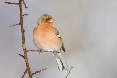 Chaffinch (Fringilla coelebs), male in winter dress, sitting on a branch overgrown with sharp