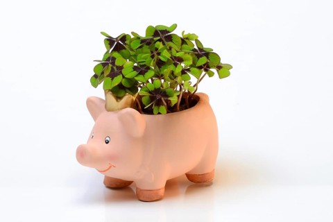 Ceramic lucky pig with shamrock plant