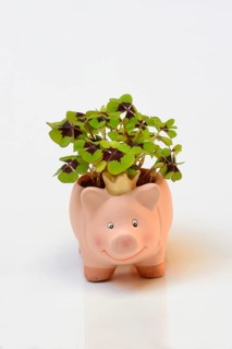 Ceramic lucky pig with shamrock plant