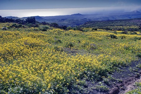 Yellow flower field with sea views and clear sky in the background, Mirador de Ermita de Las