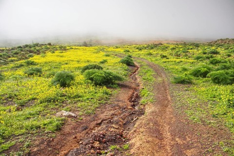 Hiking trail through green field with yellow blooming wildflowers in fog, Mirador de Ermita de Las