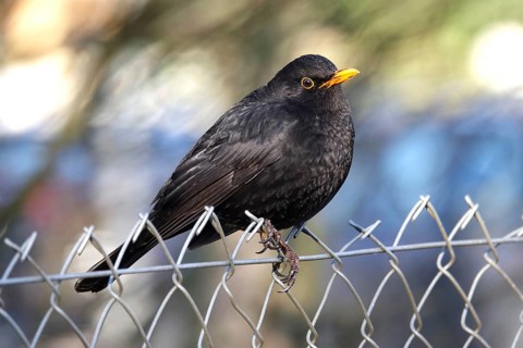 Blackbird on a fence, winter, Germany