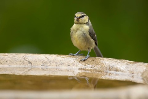 Blue tit (Cyanistes caeruleus) adult garden bird on a bird bath in summer, England, United Kingdom