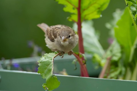 House sparrow (Passer domesticus) adult garden bird eating Swiss chard plant leaves in a vegetable