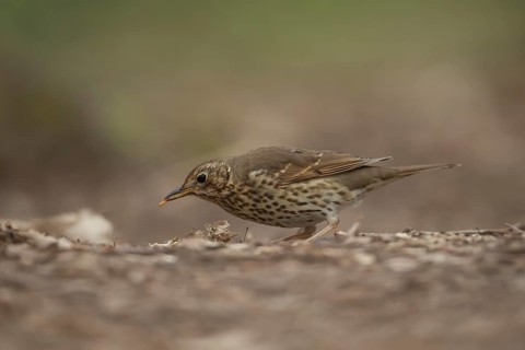 Song thrush (Turdus philomelos) adult garden bird collecting grubs for food in a woodland in