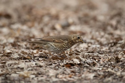 Song thrush (Turdus philomelos) adult garden bird searching for food in a woodland in spring,
