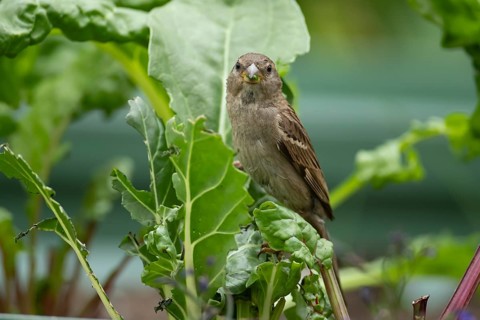 House sparrow (Passer domesticus) adult garden bird eating Swiss chard plant leaves in a vegetable