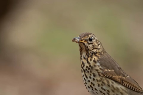 Song thrush (Turdus philomelos) adult garden bird with worms for food in its beak in spring,