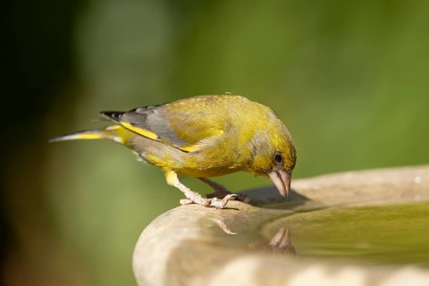 Eurasian greenfinch (Chloris chloris) adult male garden bird drinking water from a bird bath in