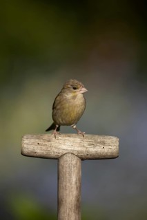 Eurasian greenfinch (Chloris chloris) adult female garden bird on a fork handle in spring, England,