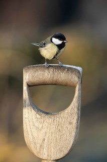 Great tit (Parus major) adult garden bird on a fork handle in winter, England, United Kingdom