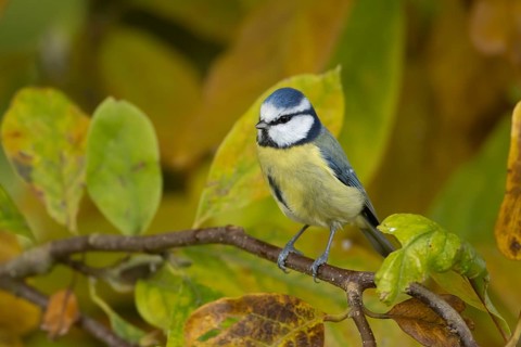 Blue tit (Cyanistes caeruleus) adult garden bird on a Magnolia tree branch amongst autumn colour