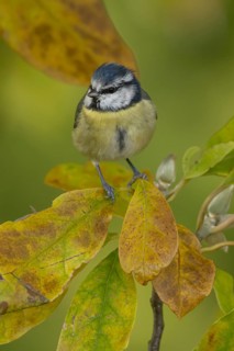 Blue tit (Cyanistes caeruleus) adult garden bird on a Magnolia tree branch amongst autumn colour