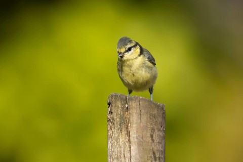 Blue tit (Cyanistes caeruleus) adult garden bird on a wood post, England, United Kingdom
