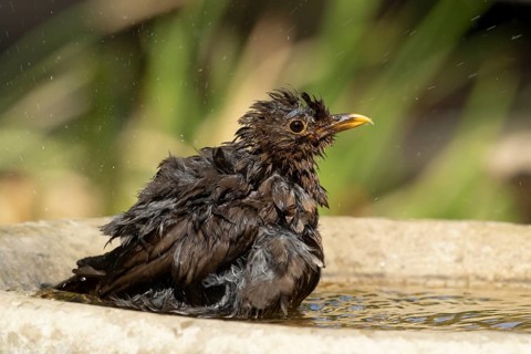 Eurasian blackbird (Turdus merula) adult female garden bird bathing in a bird bath in summer,