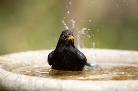 Eurasian blackbird (Turdus merula) adult male garden bird bathing in a bird bath in summer,