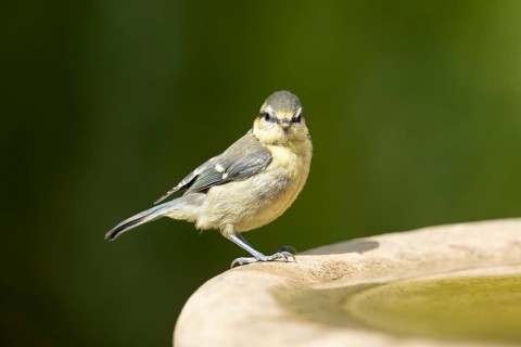 Blue tit (Cyanistes caeruleus) adult garden bird on a bird bath in summer, England, United Kingdom