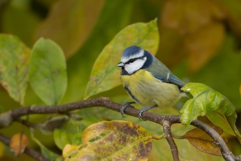 Blue tit (Cyanistes caeruleus) adult garden bird in a Magnolia tree with autumn colour leaves,