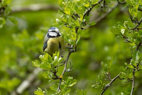 Blue tit (Cyanistes caeruleus) adult garden bird in a hedgerow in spring, England, United Kingdom