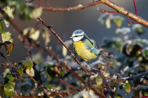 Blue tit (Cyanistes caeruleus) adult garden bird in a hedgerow in winter, England, United Kingdom