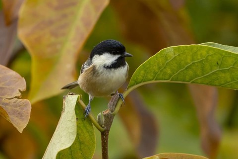 Coal tit (Periparus ater) adult garden bird in a Magnolia tree with autumn colour leaves, England,