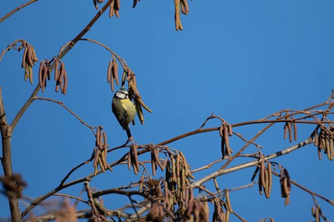 Blue tit (Cyanistes caeruleus) adult garden bird feeding on Alder tree catkins in winter, England,