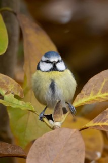 Blue tit (Cyanistes caeruleus) adult garden bird in a Magnolia tree with autumn colour leaves,