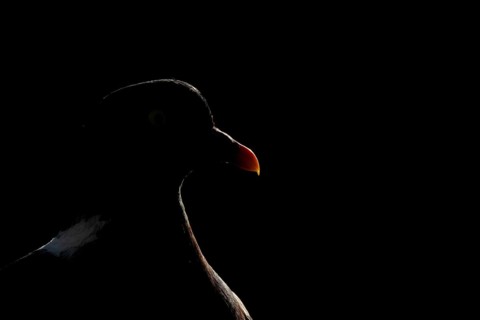 Wood pigeon (Columba palumbus) adult garden bird head portrait rim lit in summer, England, United