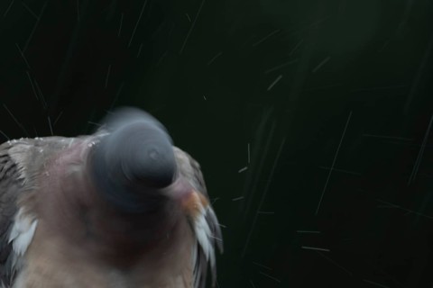 Wood pigeon (Columba palumbus) adult garden bird shaking its head in a rain storm in summer,