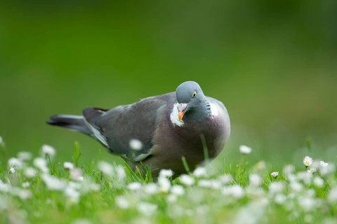 Wood pigeon (Columba palumbus) adult garden bird on a grass lawn with daisy flowers in summer,