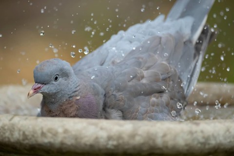 Wood pigeon (Columba palumbus) juvenile squab garden bird bathing in a bird bath in summer,
