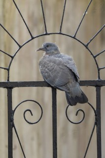 Wood pigeon (Columba palumbus) adult garden bird on a metal gate in summer, England, United Kingdom
