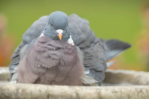 Wood pigeon (Columba palumbus) adult garden bird bathing in a bird bath in spring, England, United