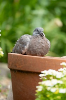 Wood pigeon (Columba palumbus) juvenile squab garden bird sitting on a plant pot in summer,