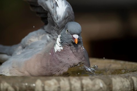 Wood pigeon (Columba palumbus) adult garden bird bathing in a bird bath in summer, England, United