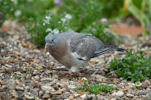 Wood pigeon (Columba palumbus) juvenile squab garden bird on a shingle area in summer, England,