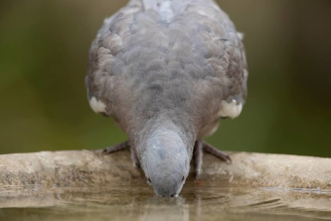 Wood pigeon (Columba palumbus) juvenile squab garden bird drinking water from a bird bath in