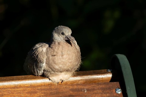 Wood pigeon (Columba palumbus) juvenile squab garden bird sitting on a wooden bench in summer,