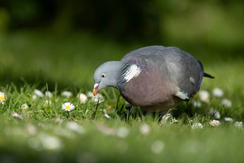 Wood pigeon (Columba palumbus) adult garden bird on a grass lawn with daisy flowers in spring,