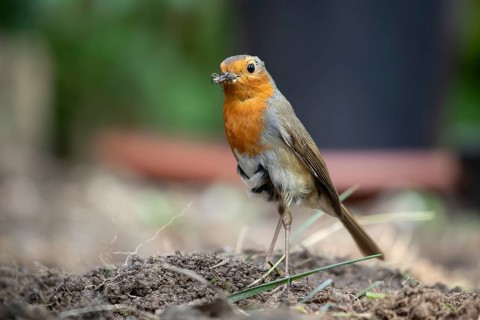 European robin (Erithacus rubecula) adult garden bird with bugs for food in its beak in summer,