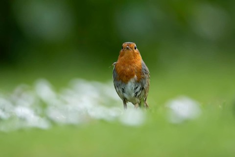 European robin (Erithacus rubecula) adult garden bird on a grass lawn with daisy flowers in spring,