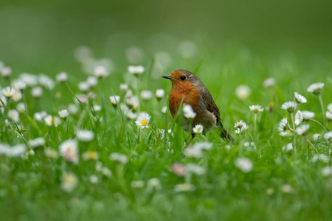 European robin (Erithacus rubecula) adult garden bird on a grass lawn with daisy flowers in summer,