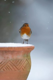 European robin (Erithacus rubecula) adult garden bird on snow covered flower pot in winter,