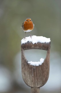 European robin (Erithacus rubecula) adult garden bird on snow covered fork handle in winter,