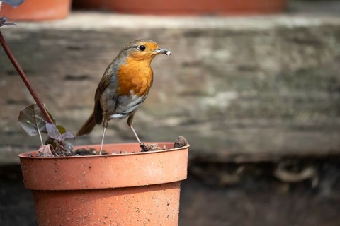 European robin (Erithacus rubecula) adult garden bird with bugs for food in its beak on flower pot
