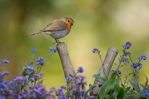 European robin (Erithacus rubecula) adult garden bird on a pair of shears handle in spring,